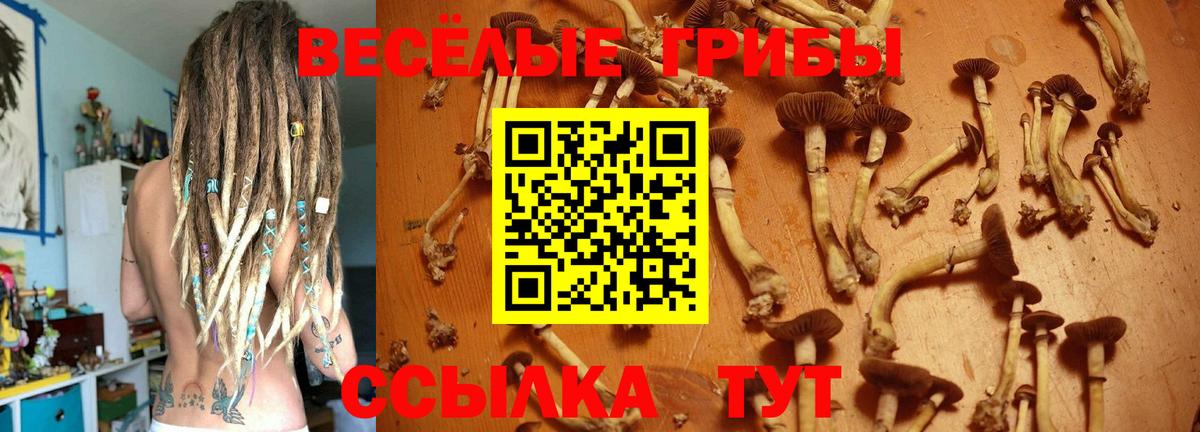 Зеленодольск  Галлюциногенные грибы Psilocybe  Вход с VPN 